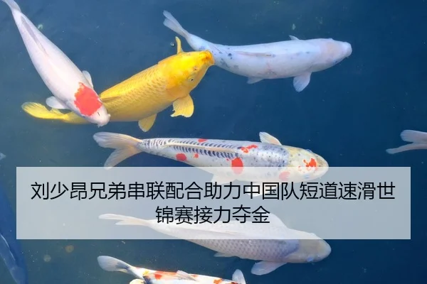 刘少昂兄弟串联配合助力中国队短道速滑世锦赛接力夺金